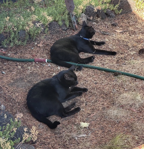 blk cats hose.jpg