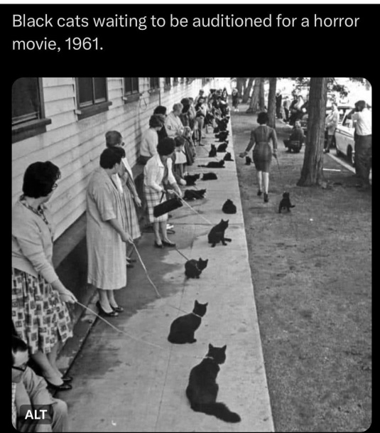 blk cats.jpg