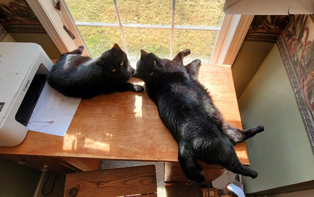 blk cats printer.jpg