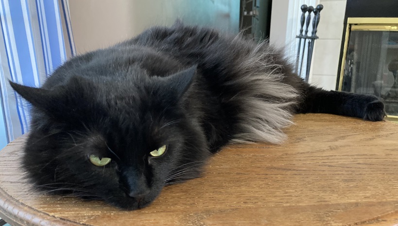 blk grey cat.jpg