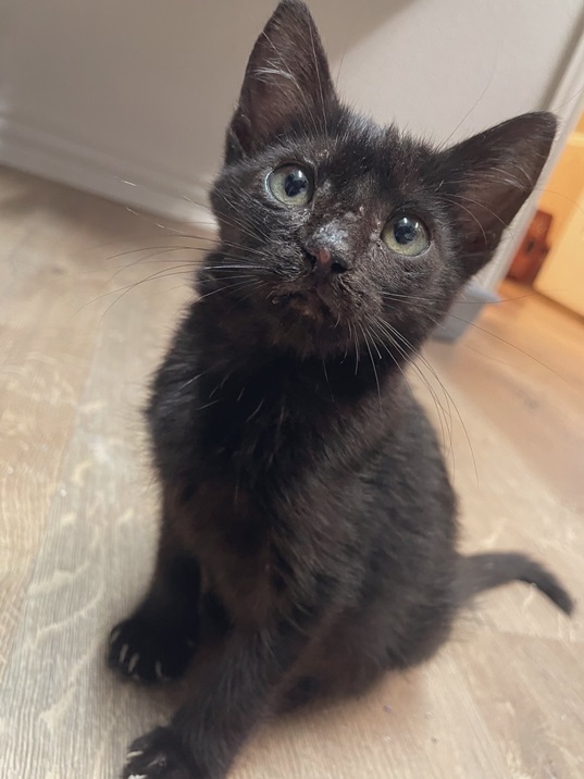 blk kitten 2.jpg