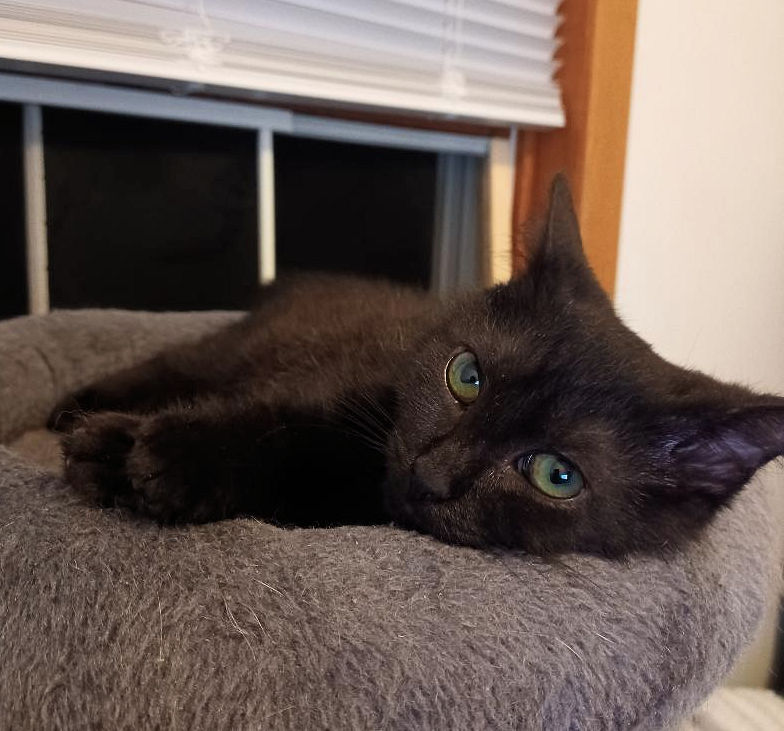 blk kitten.jpg