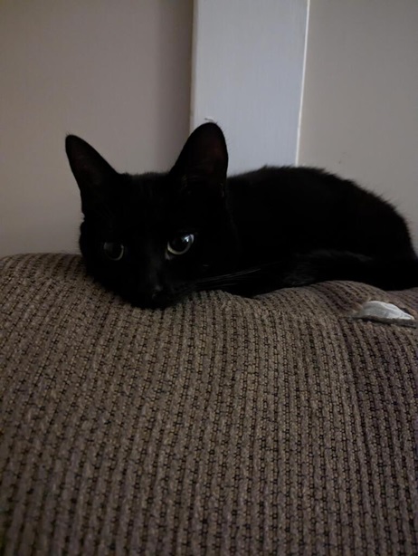 blk kitten.jpg