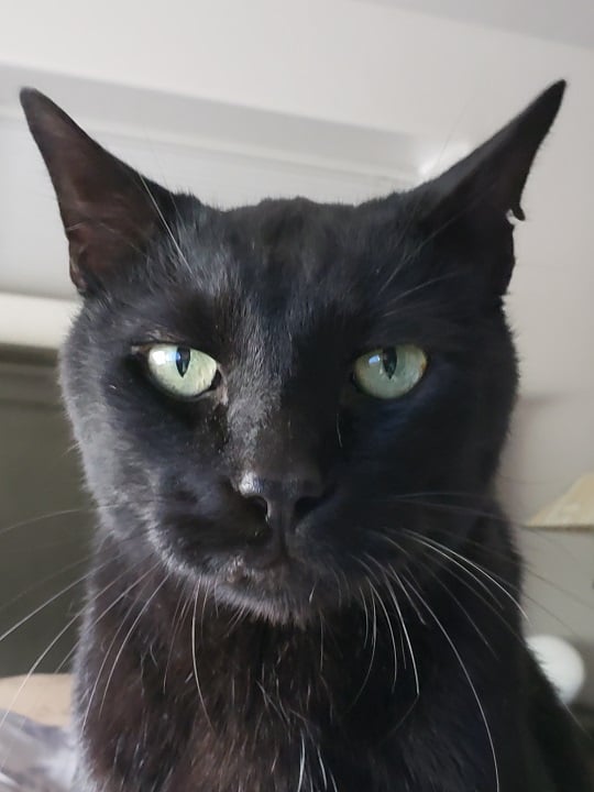 blk pointy cat.jpg