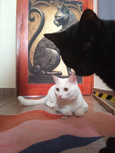 blk wht cat.jpg