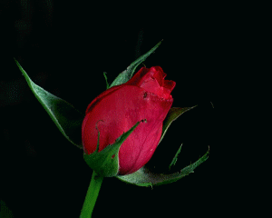 blooming rose.gif