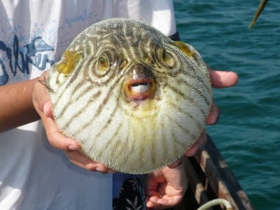 blowfish.jpg