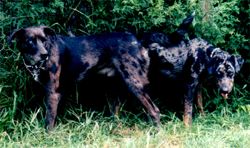 blue-angus.jpg