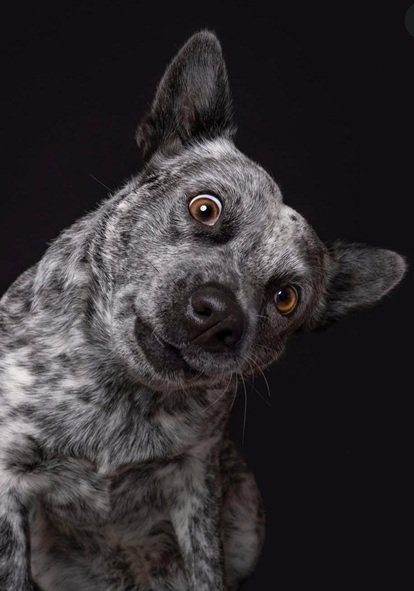 blue heeler.jpg