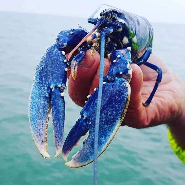 blue lobster.jpg