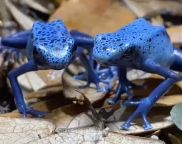 blue poison dart frog.jpg