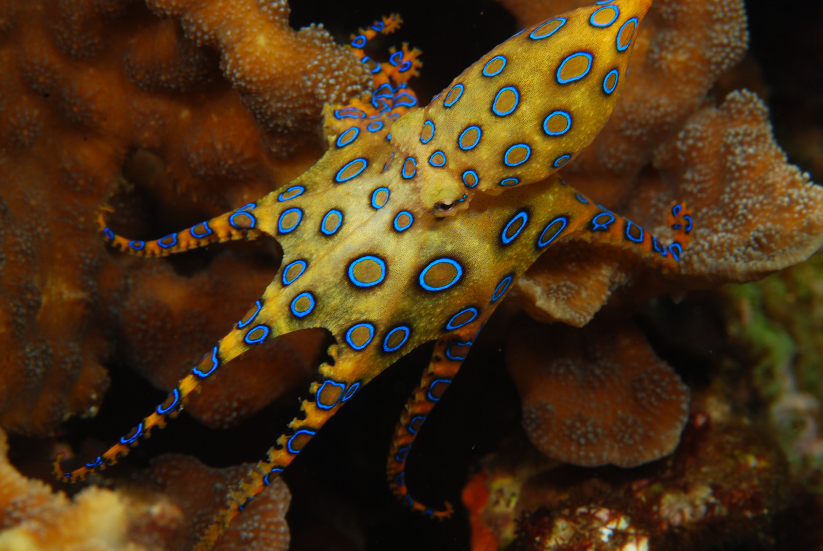 blue-ringed-octopus.jpg