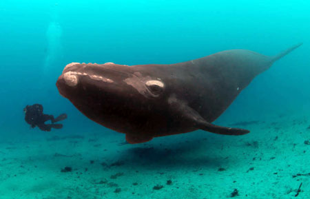 Blue-Whale.jpg