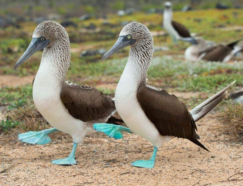 bluefootedboobies.jpg