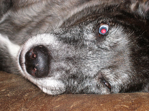 blueheadoncouch.jpg