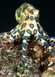blueringedoctopus.jpg