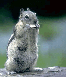 bluesy_squirrel_animated.gif