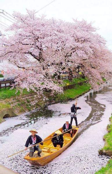 Boat and Sakura.jpg