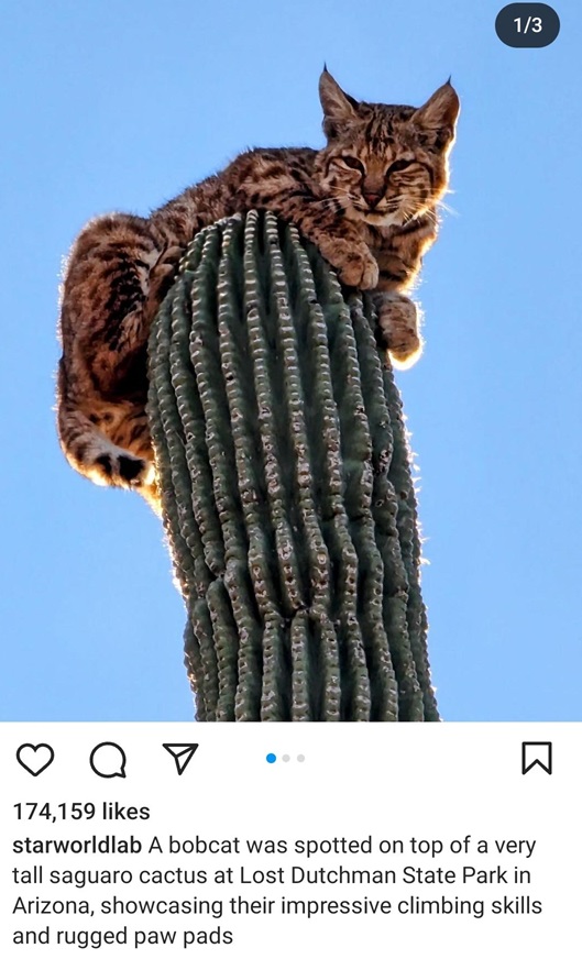 bobcat 1.jpg