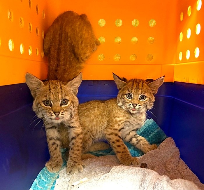 bobcats.jpg