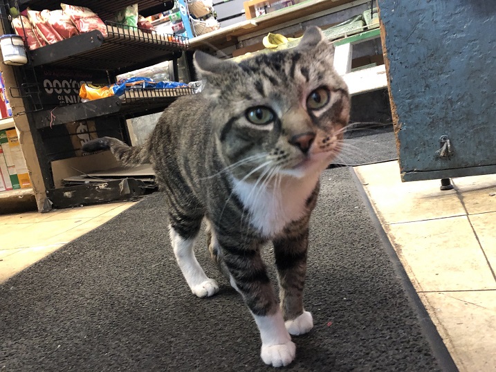 bodega cat.jpg