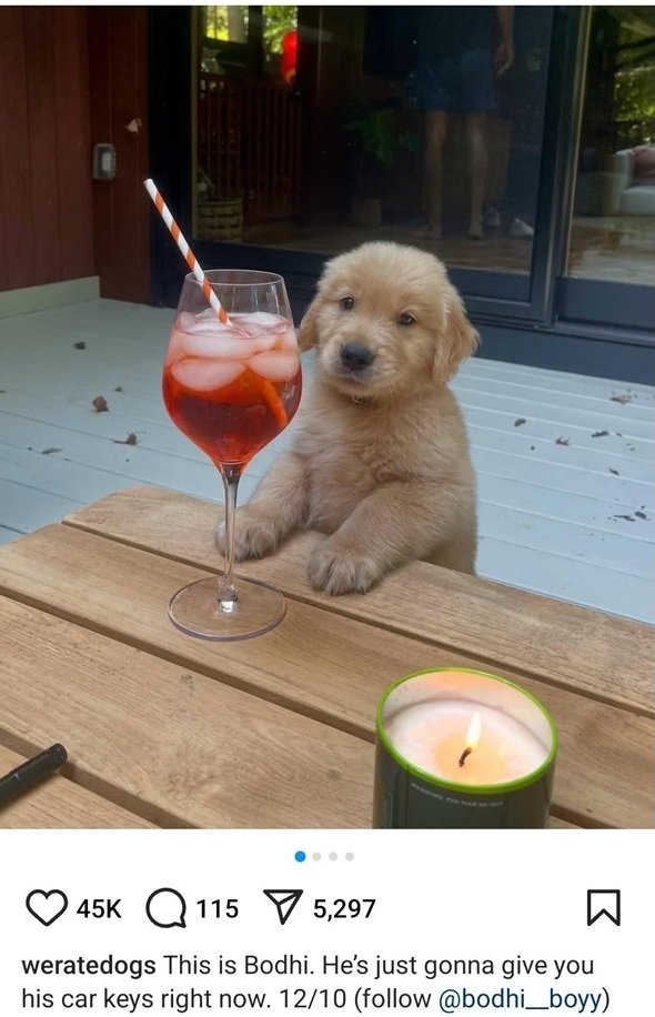 Bodhi dog.jpg