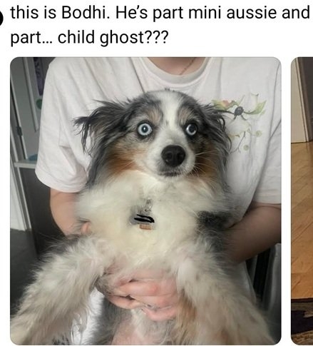 Bodhi dog.jpg