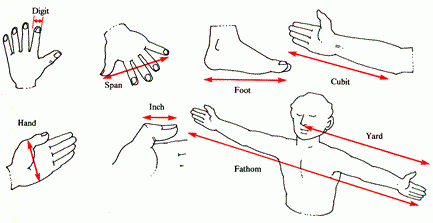 body measure.gif