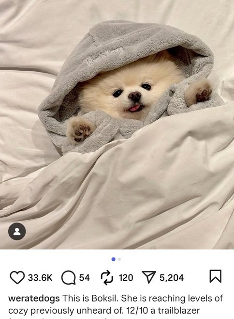 boksil dog.jpg