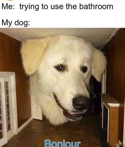 bonjour dog.jpg