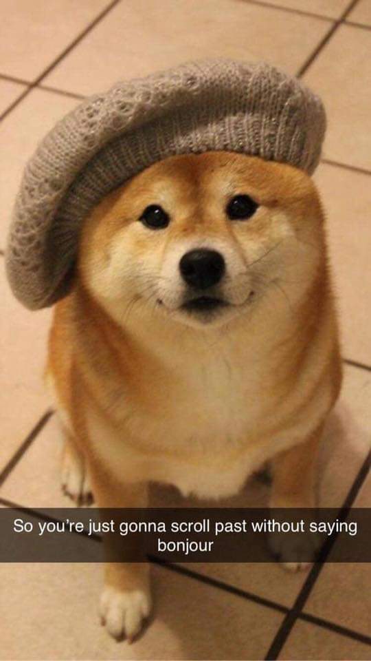 bonjour pup.jpg