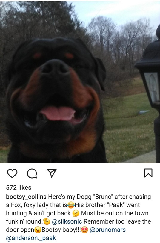 bootsy dog.jpg