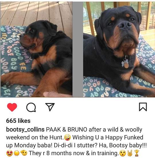 bootsy dogs.jpg