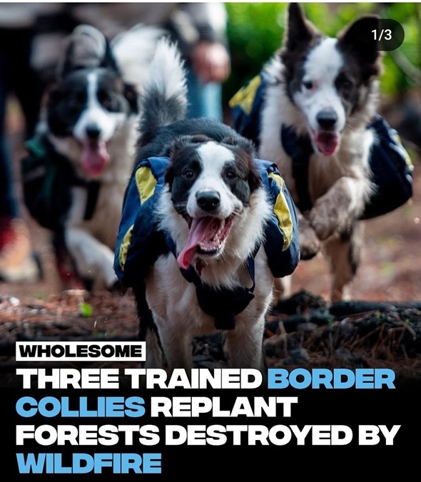 border collies.jpg