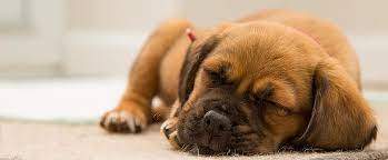bored puppy.jpg