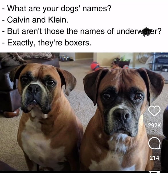 boxer dogs.jpg