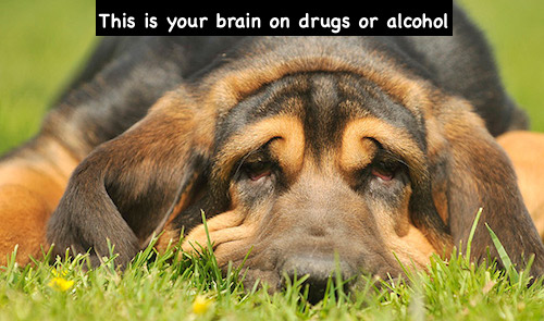 Brain impaired.JPG