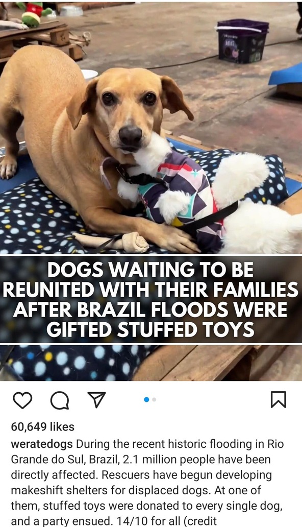 brazil dogs.jpg