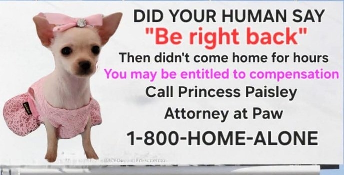 brb dog.jpg