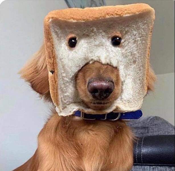 bread dog.jpg