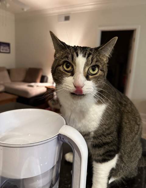 brita cat.jpg