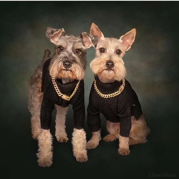 bro dogs.jpg