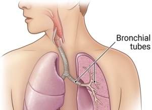 bronchs.jpg