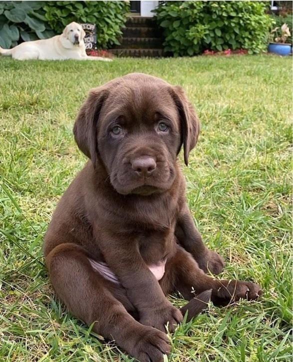 brown pup.jpg
