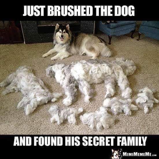 brushed dog.jpeg