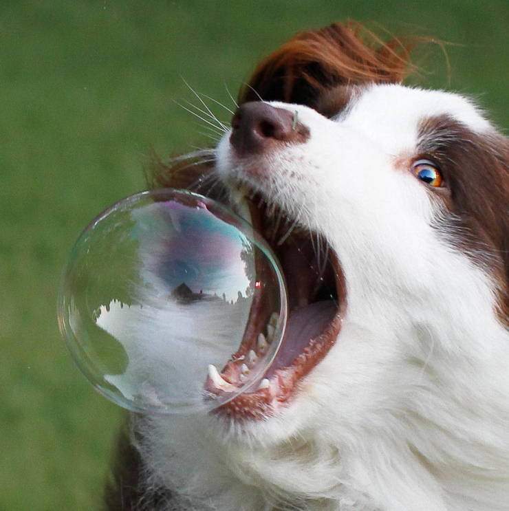 bubble pop.jpg