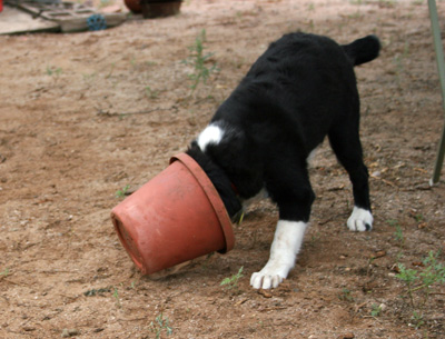 bucket-head.jpg