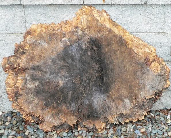 BuckeyeBurl_2.jpg