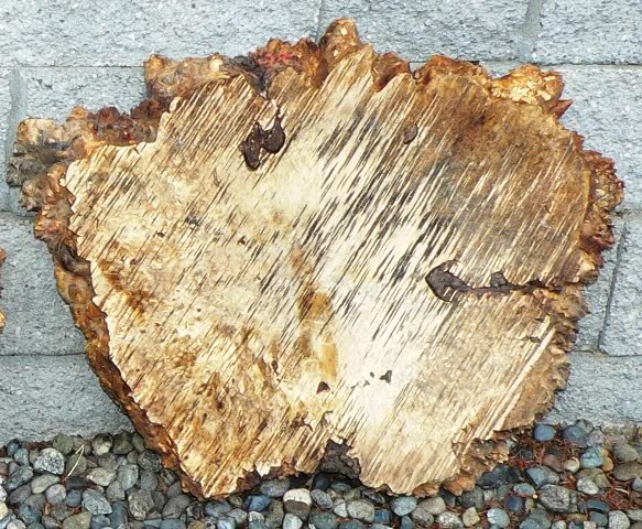 BuckeyeBurl_3.jpg