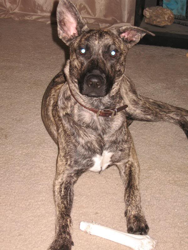 buddy-15mo.jpg